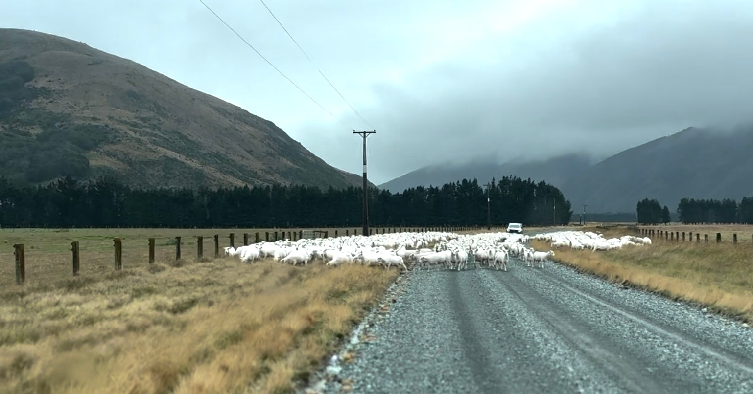 Sheep crossing road to Mavora Lakes Campsite in New Zealand